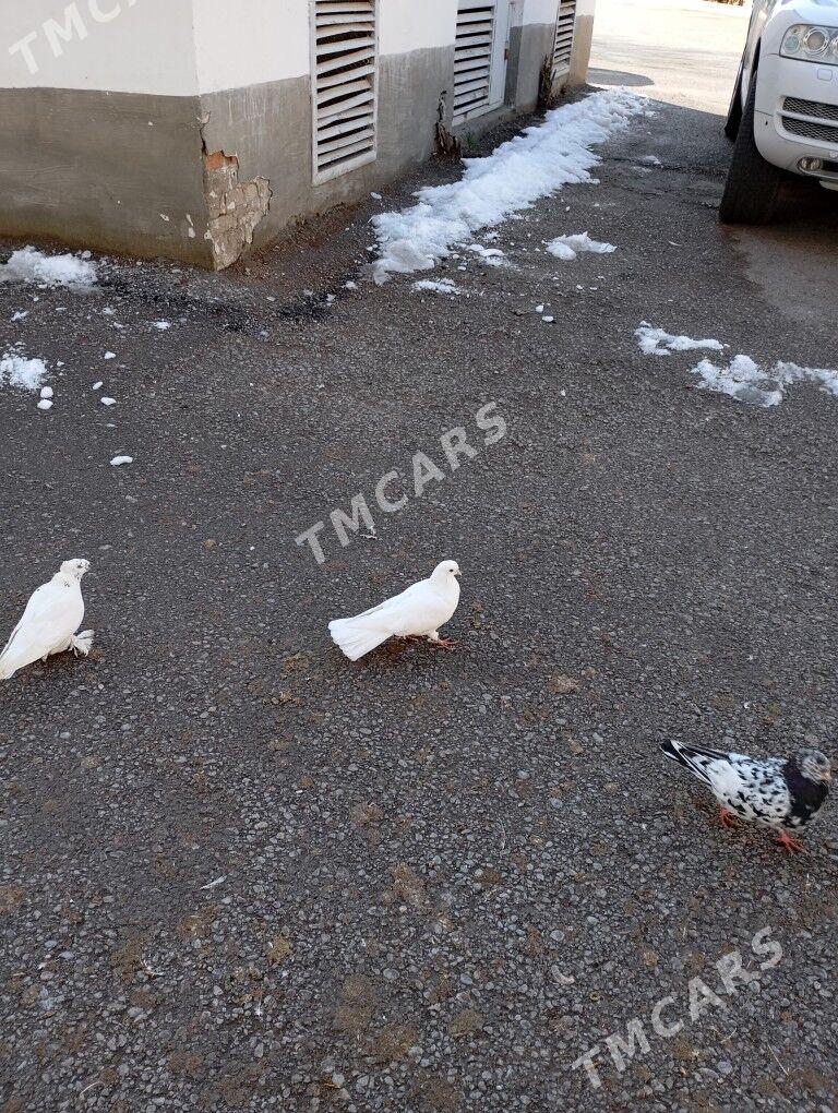 kepderi - Ашхабад - img 5
