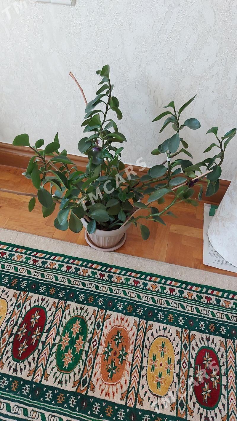 Guljagazlar - Aşgabat - img 3