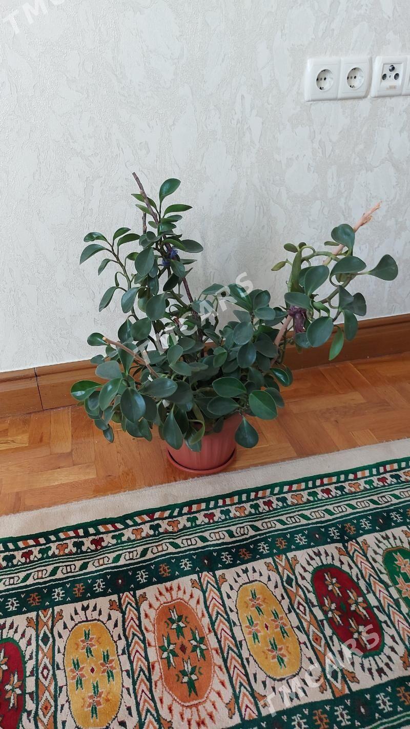 Guljagazlar - Aşgabat - img 2