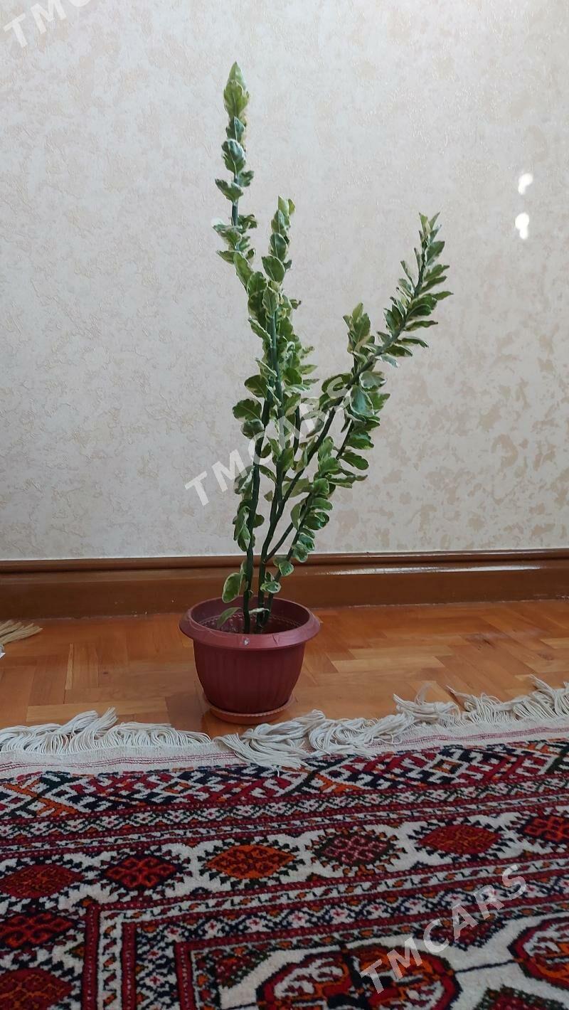 Guljagazlar - Aşgabat - img 5