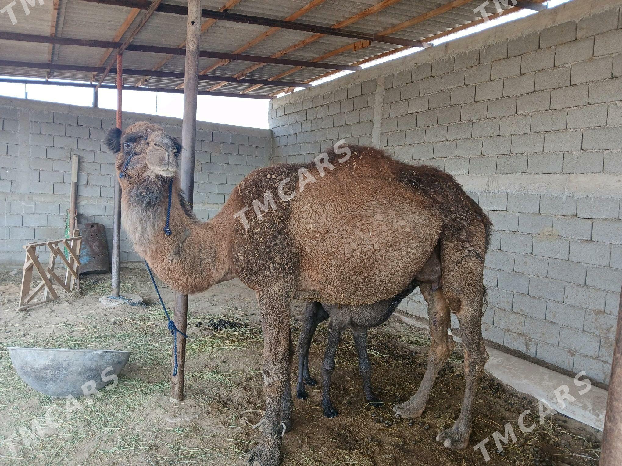 Köşekli düýe - Gökdepe - img 2