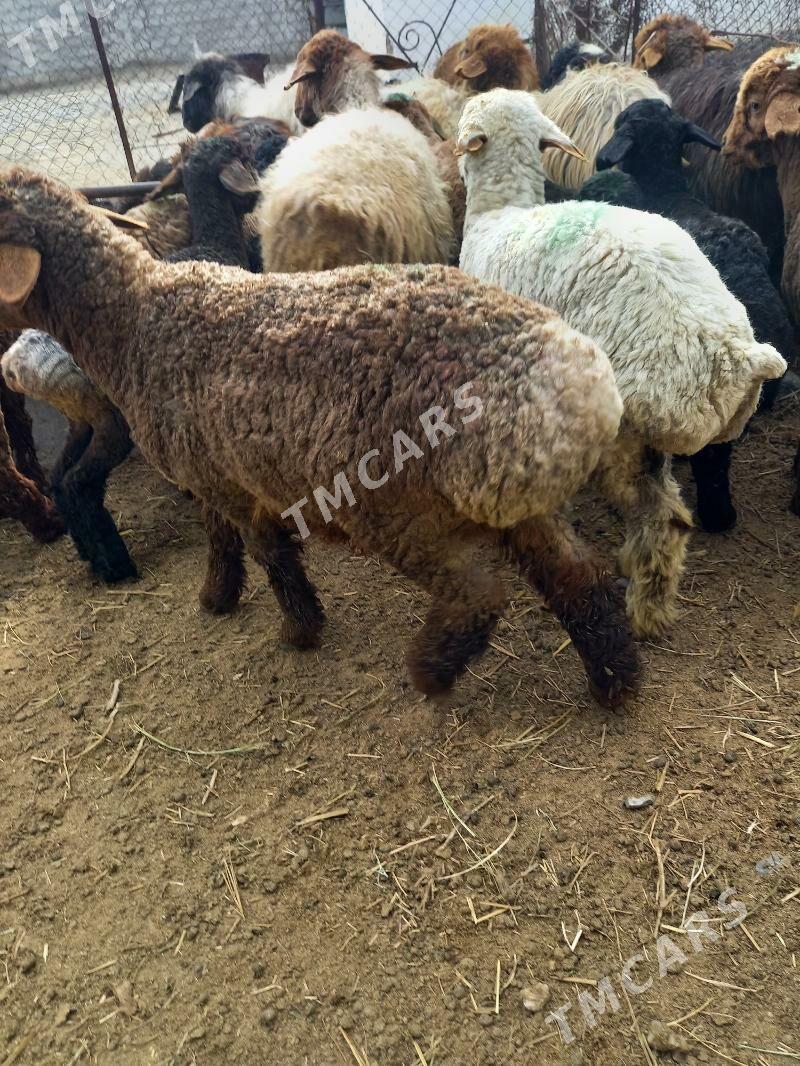 toklular - Ашхабад - img 2