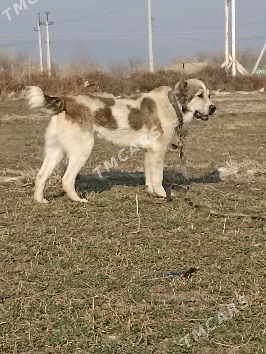 Gaplaň - Tejen - img 2