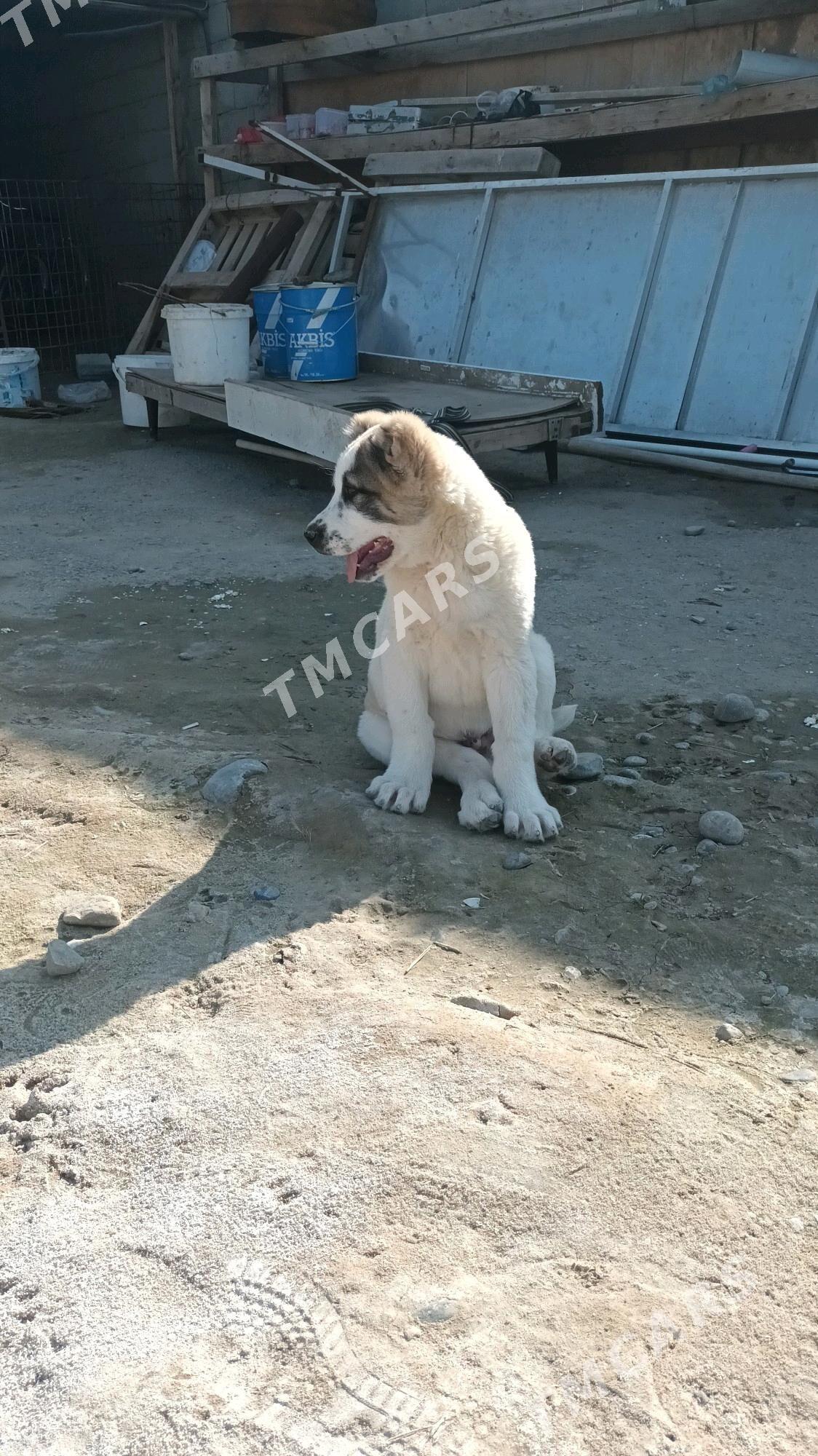 Arassa tohum gujikler - Garadamak Şor - img 5