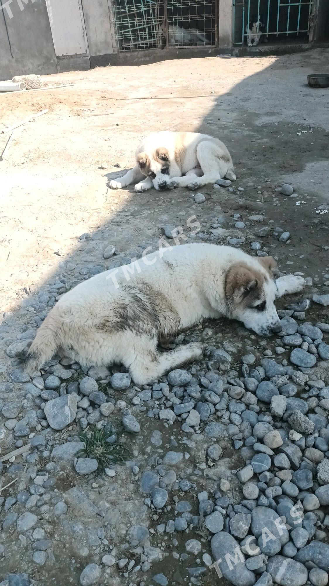 Arassa tohum gujikler - Garadamak Şor - img 6