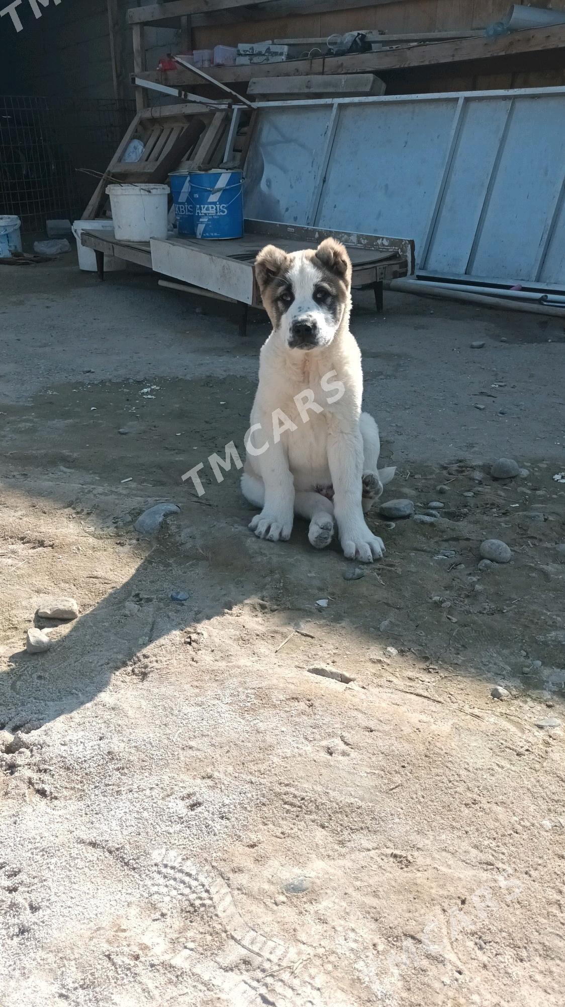 Arassa tohum gujikler - Garadamak Şor - img 4