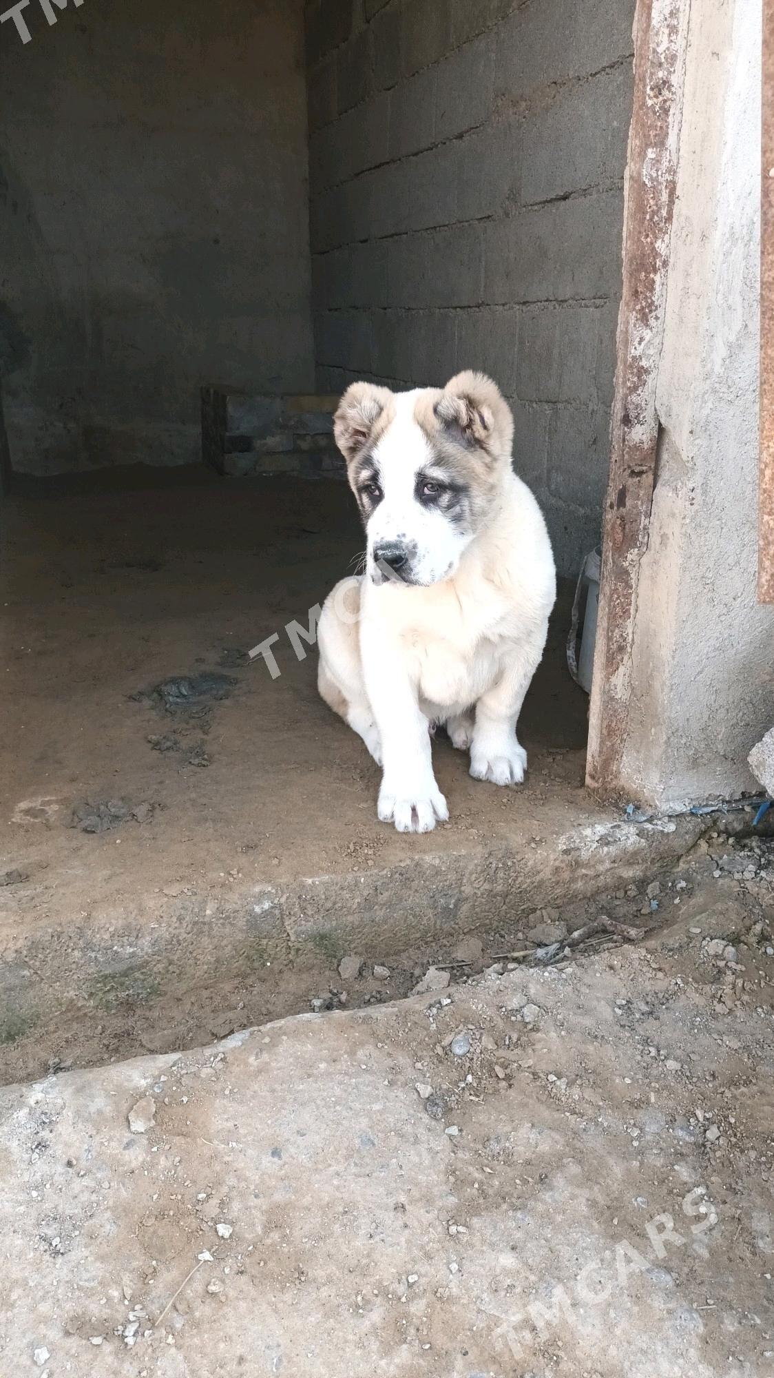 Arassa tohum gujikler - Garadamak Şor - img 7