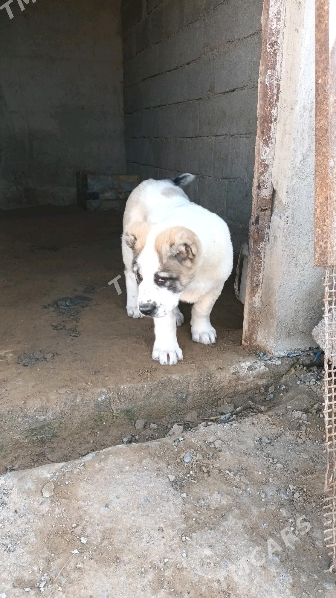 Arassa tohum gujikler - Garadamak Şor - img 3