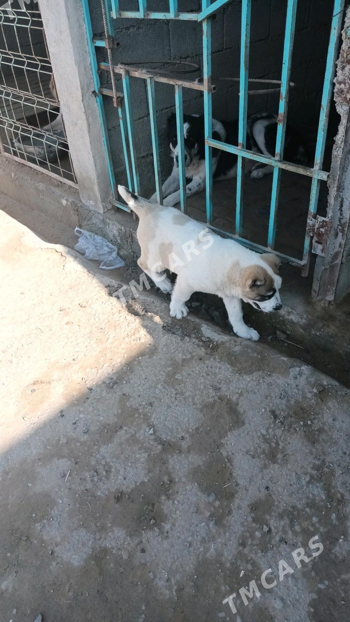 Arassa tohum gujikler - Garadamak Şor - img 2