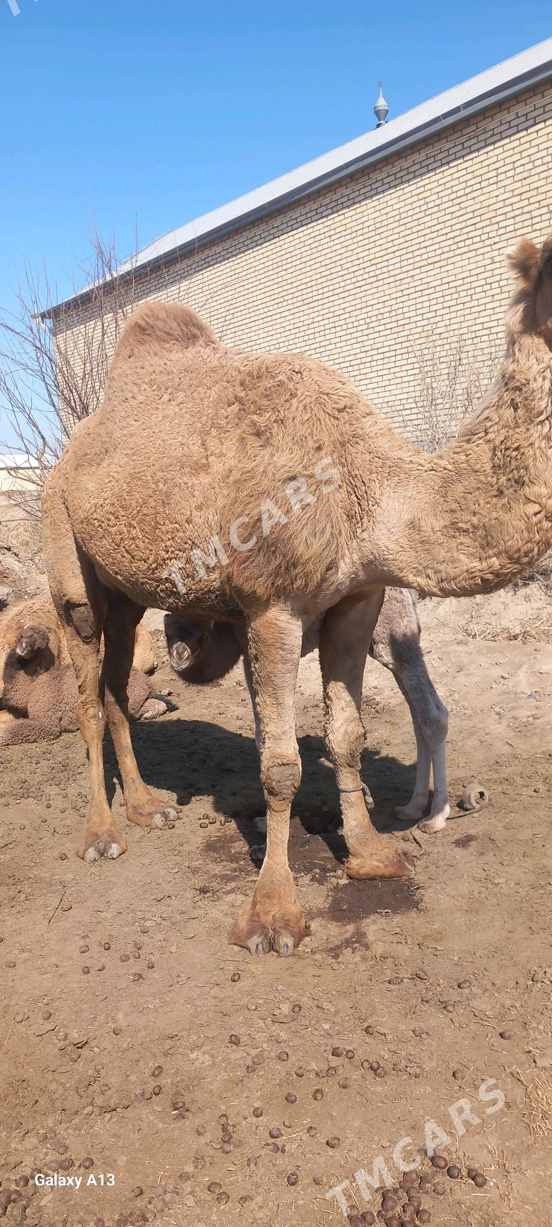 körpe köṣekli düye - Aşgabat - img 2