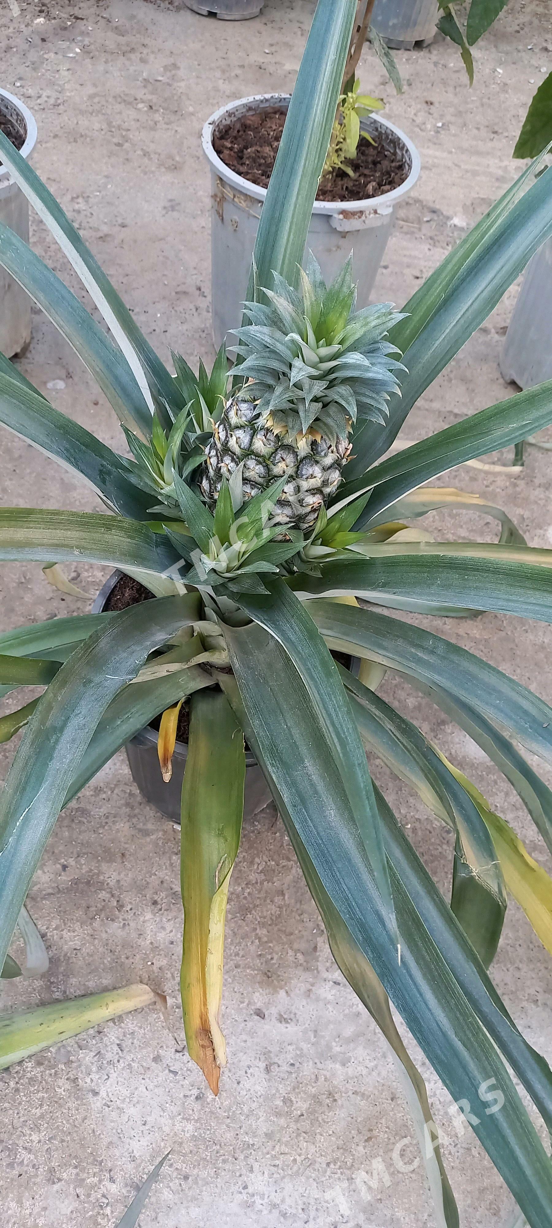 Ananas - Gökdepe - img 1