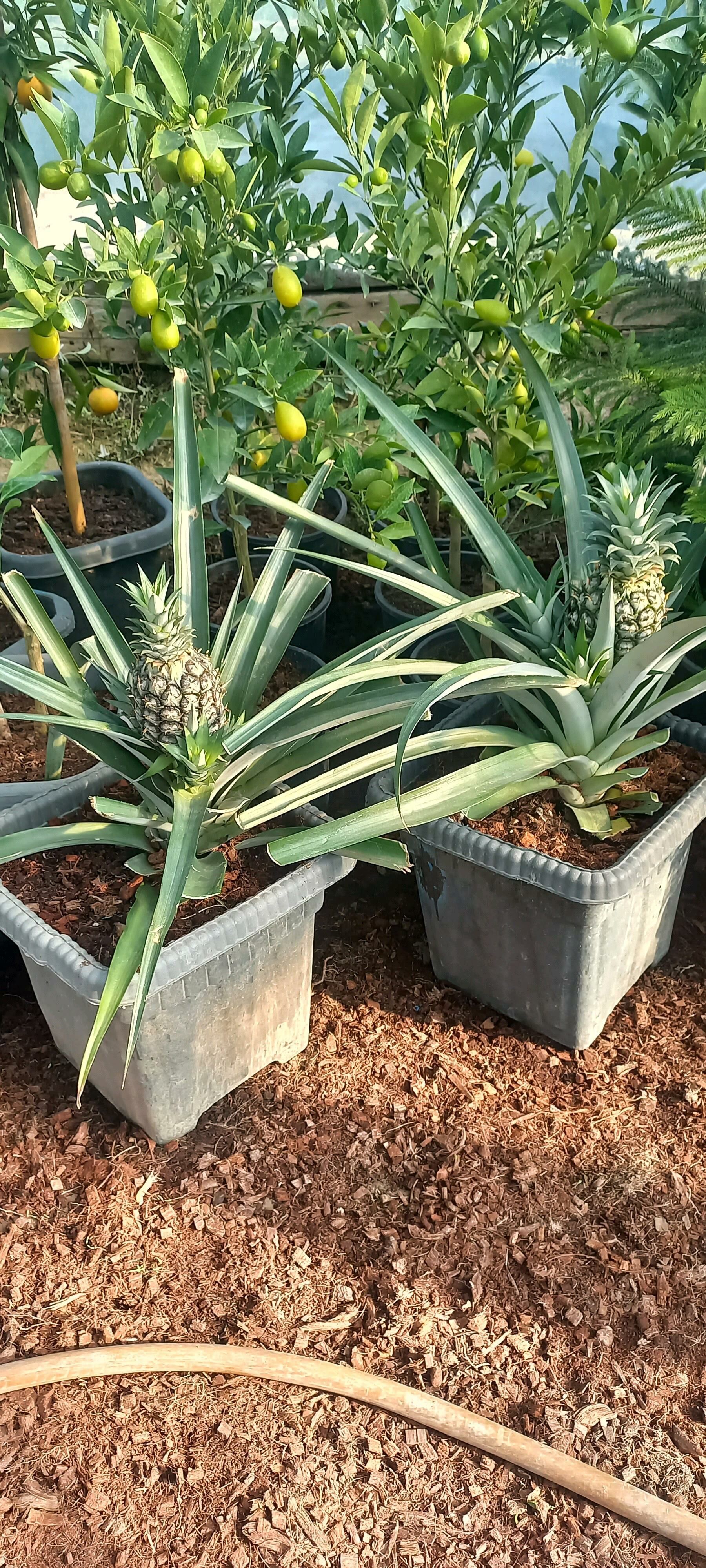 Ananas - Gökdepe - img 2