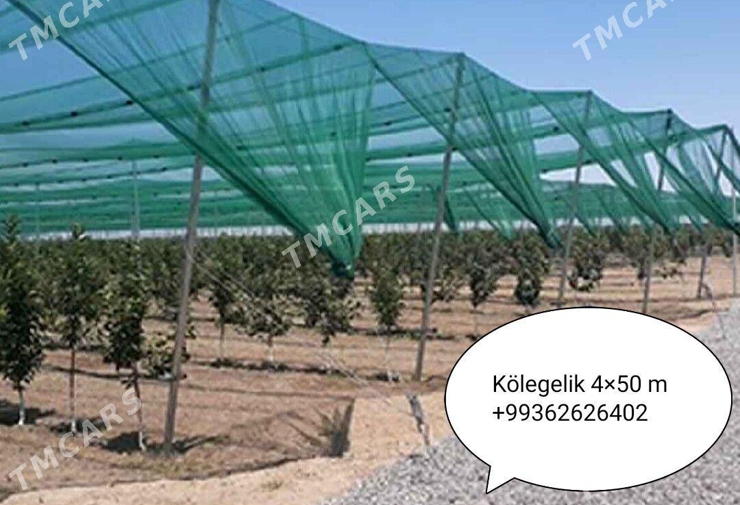 Kölegelik setka - Aşgabat - img 4