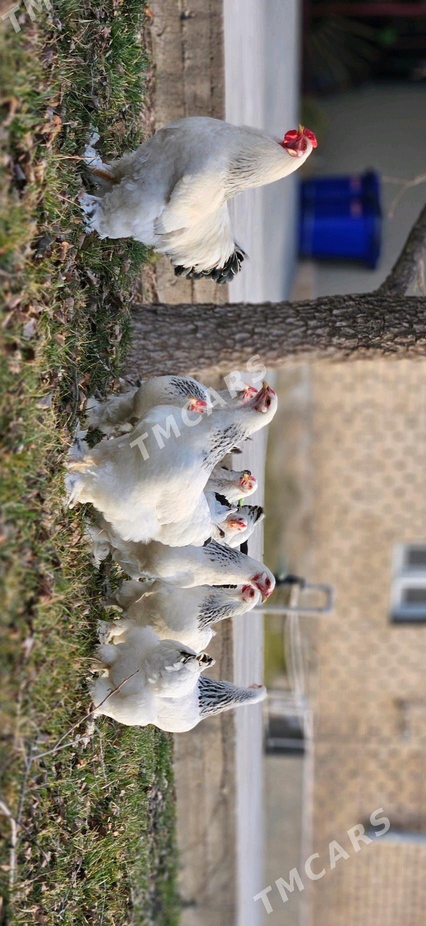 Brama ak - Çoganly - img 2