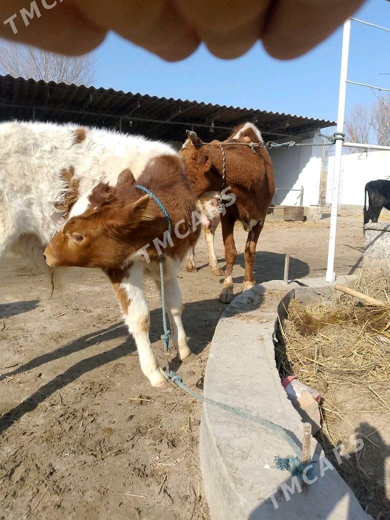 saglyk inekler ve unajynlar - Türkmenabat - img 10