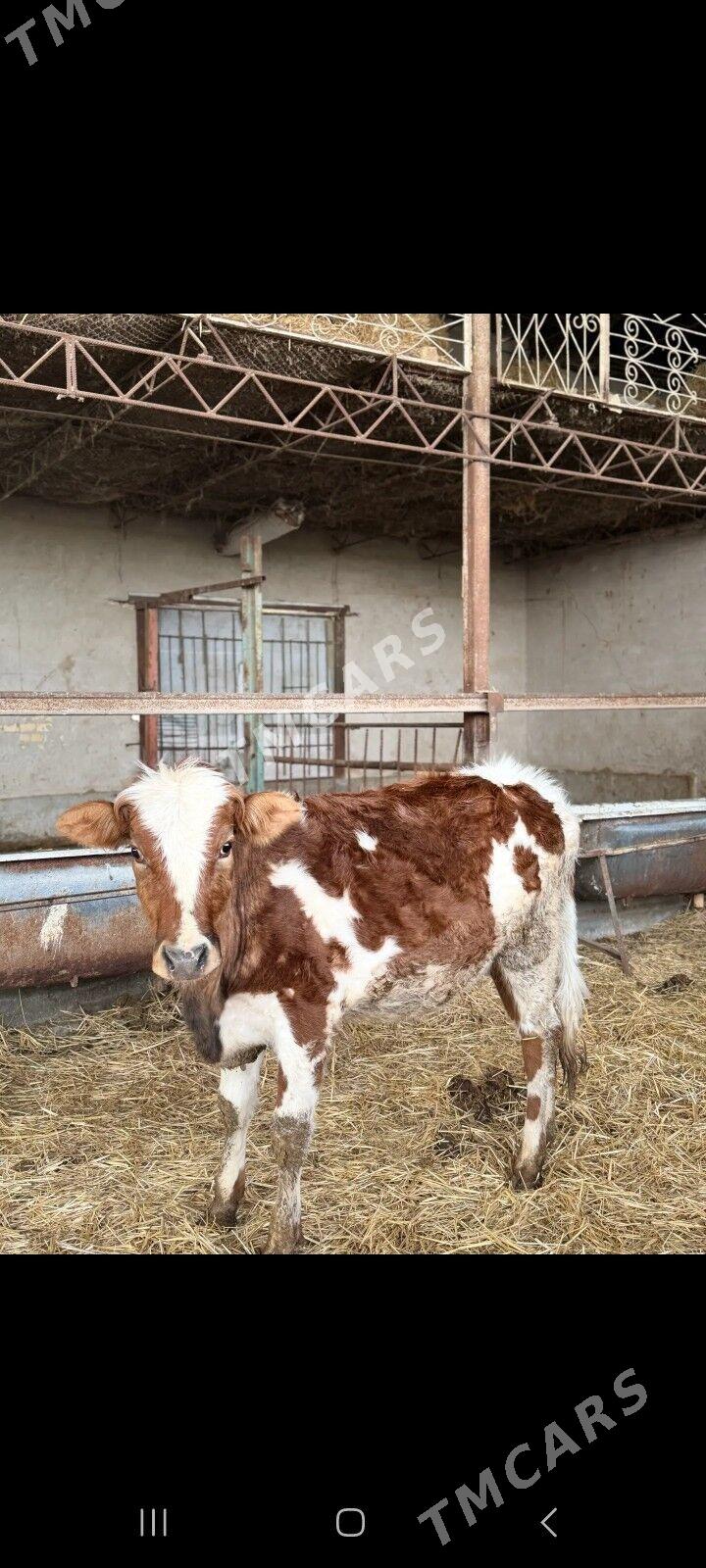 original simmental unajynlar - Çärjew - img 2