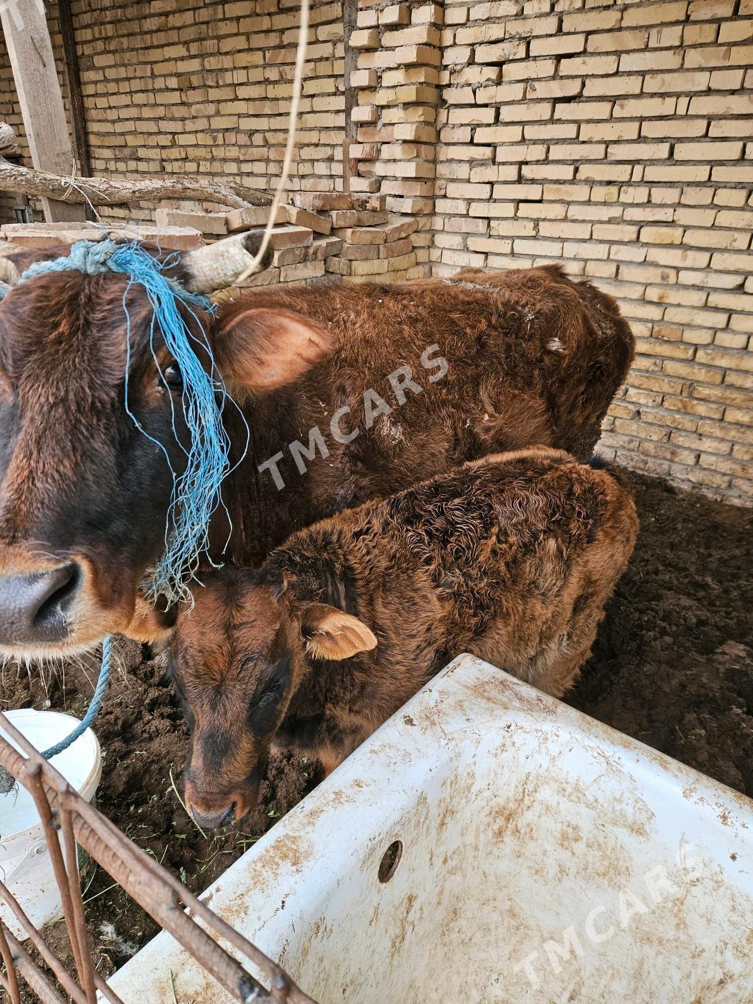 hojekli sygyr, oküz we unajyn - Türkmenabat - img 3