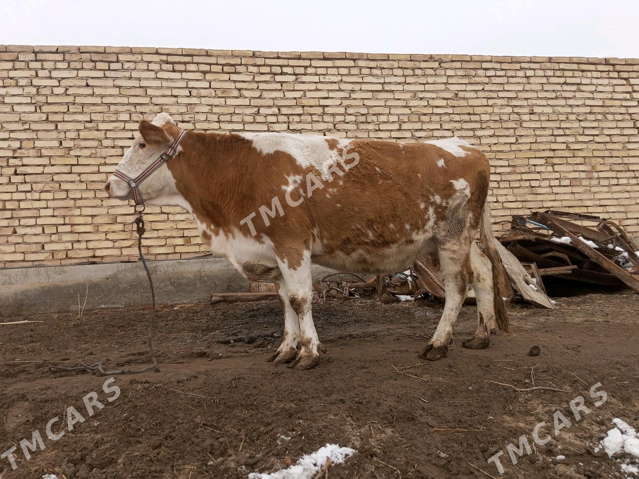 3 sany smentalll sygyr - Köneürgenç - img 2