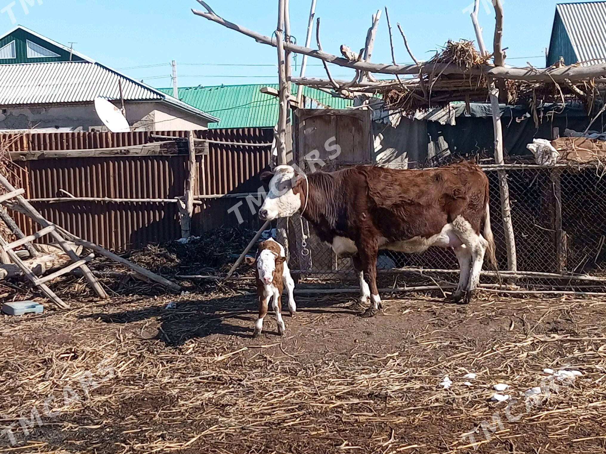 3 sany smentalll sygyr - Köneürgenç - img 5