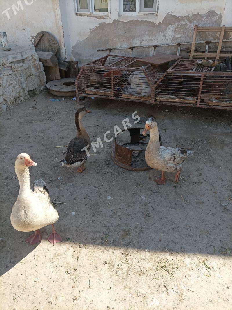 Õrdek Gaz Szarka - Balkanabat - img 2