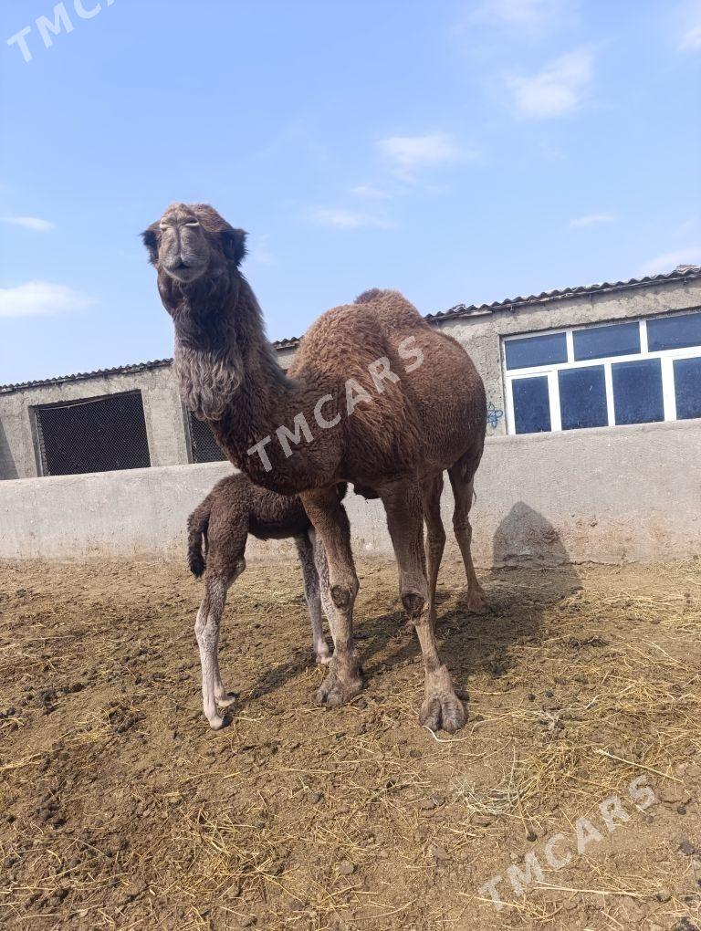 köşekli düÿe - Gökdepe - img 2