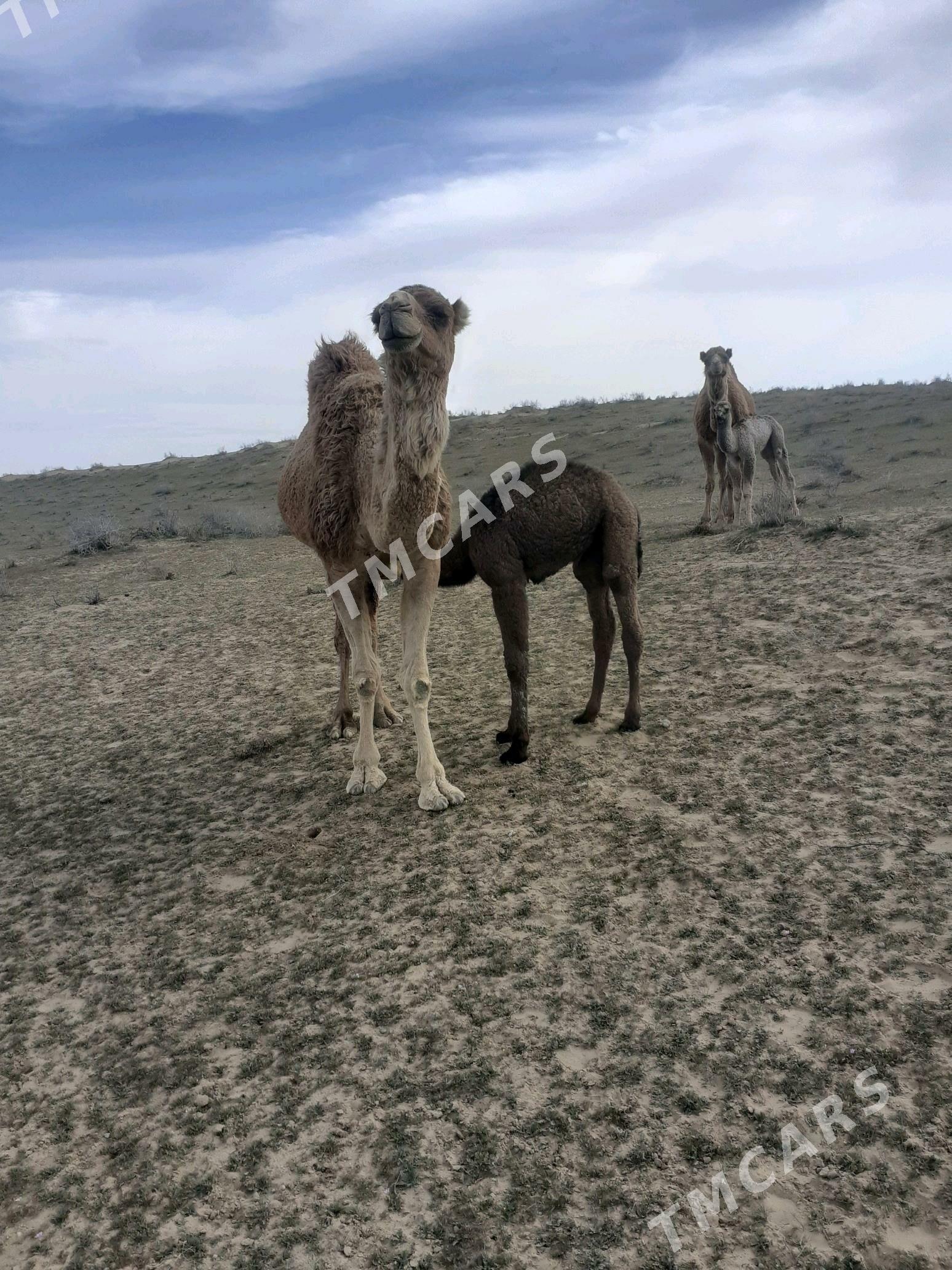 köşekil düye - Etrek - img 2