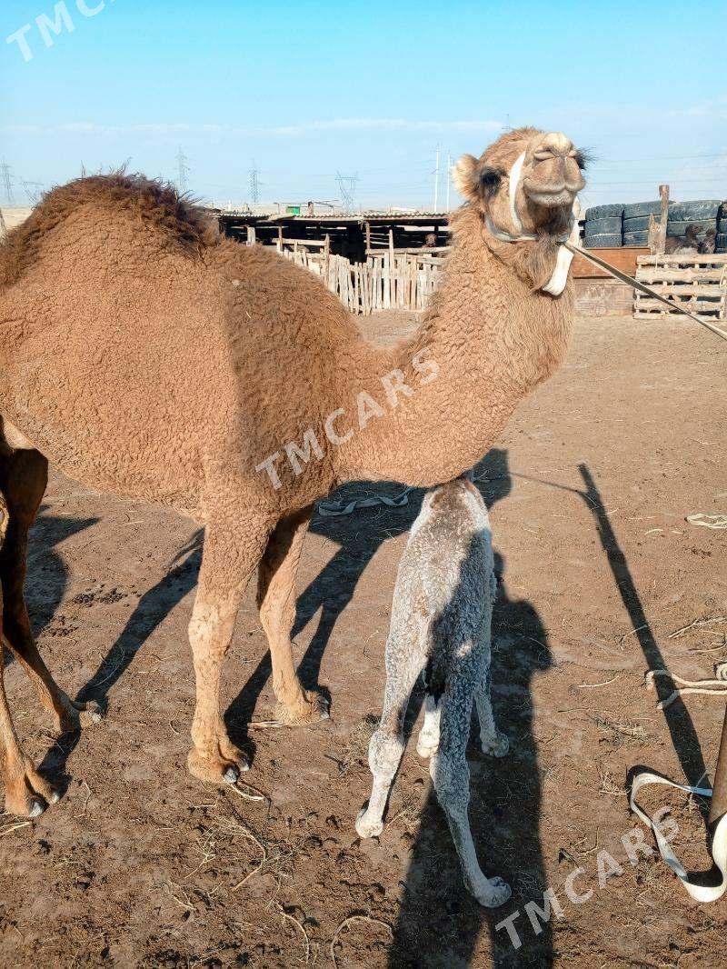 Köşekli düye - Jebel - img 4