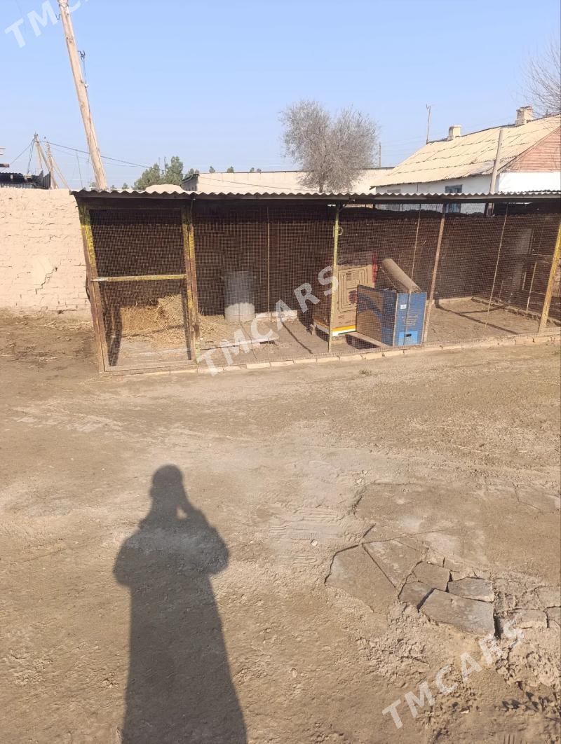 tovuk ketek - Фарап - img 2