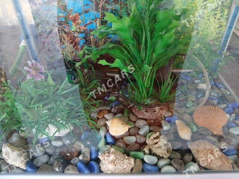 AKVARIUM - Farap - img 3