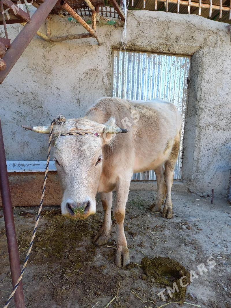 Yuvaş Bogaz Sygyr - Bäherden - img 2