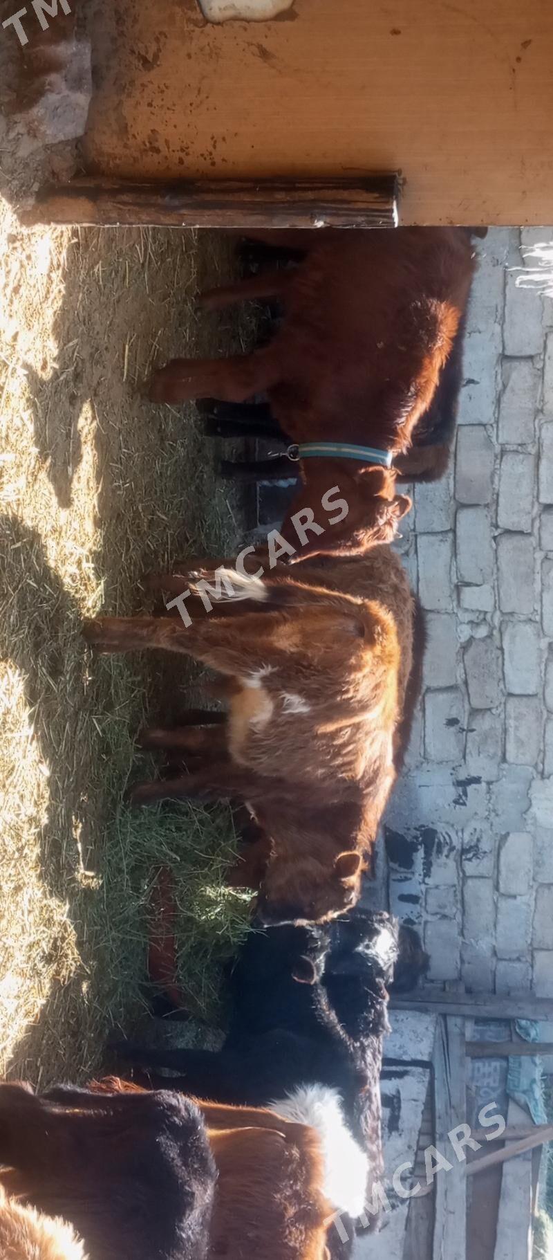 öküzçe tüwe öküz göle - Aşgabat - img 8