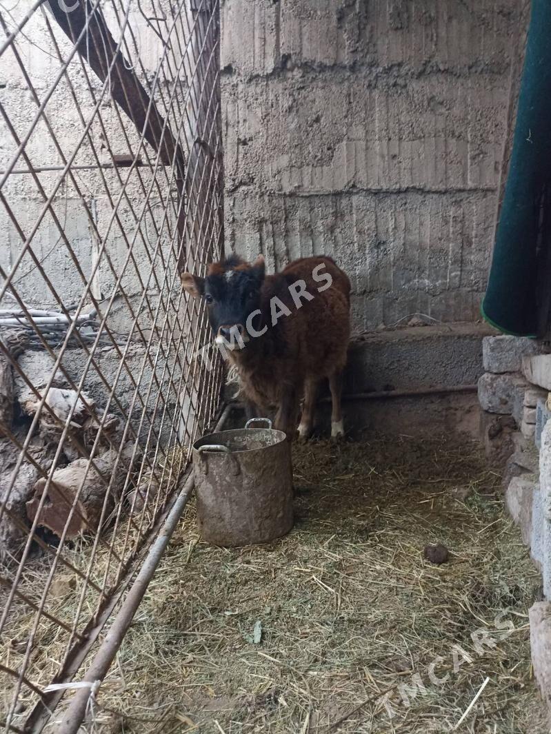 Tüwe Şwes tohum 5 aylyk - Bagyr - img 2