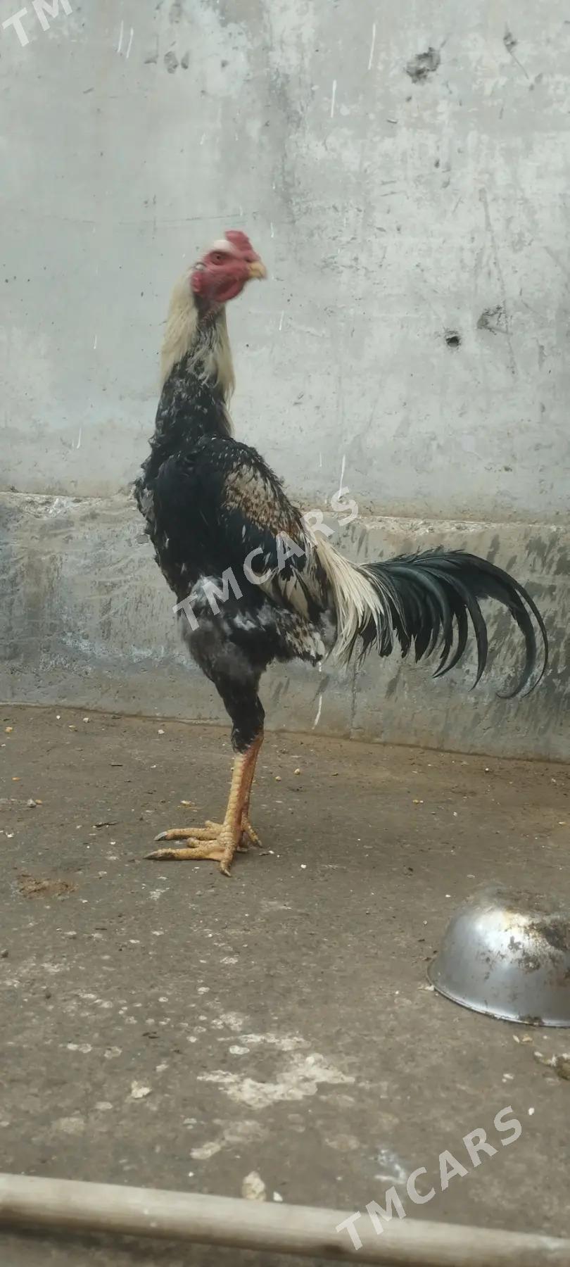 Taskent Horaz - Çoganly - img 3