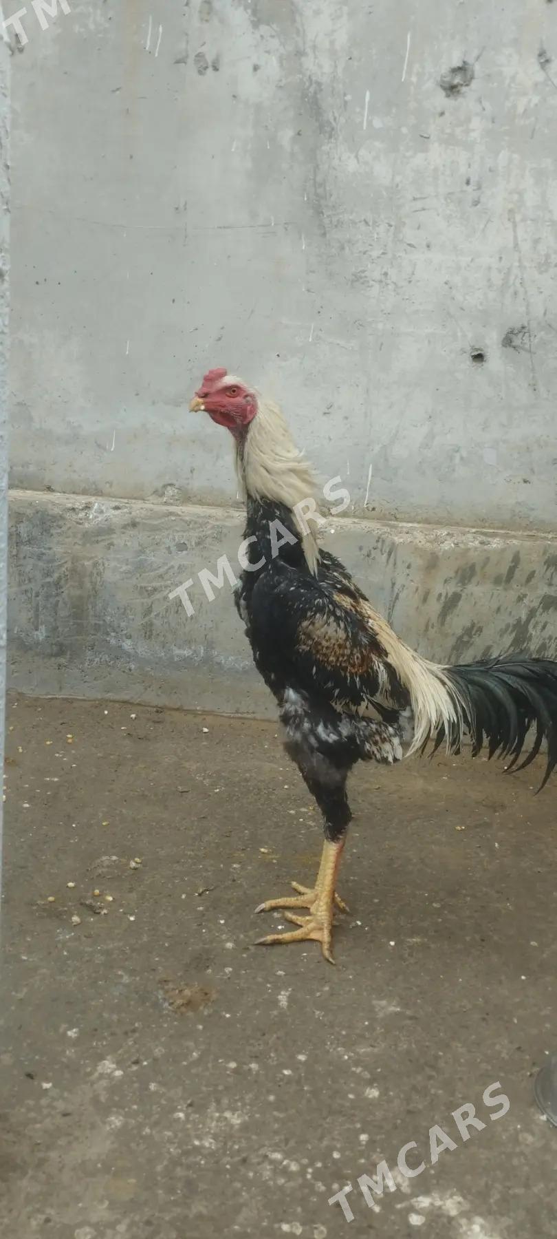Taskent Horaz - Çoganly - img 2