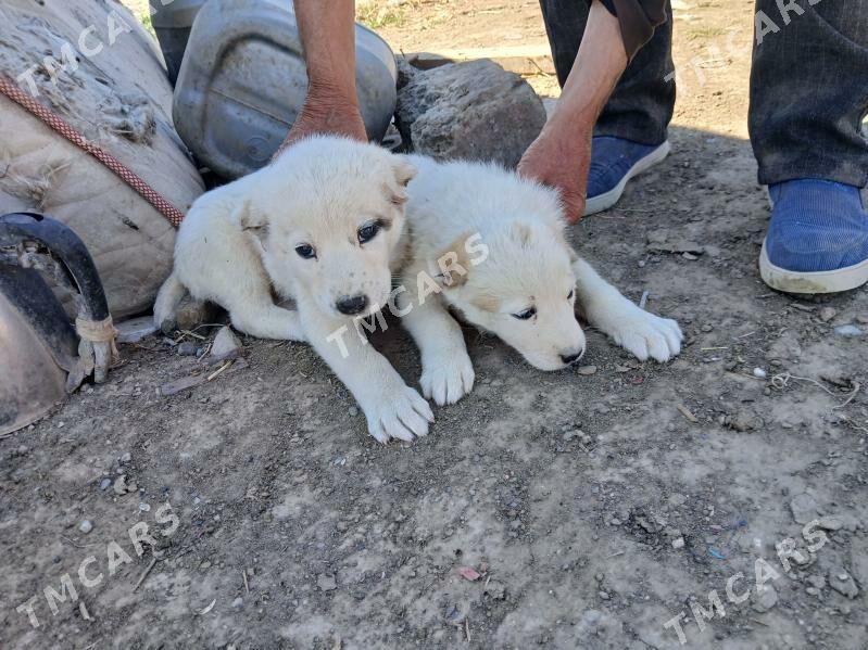 Türkmen it - Бузмеин - img 2