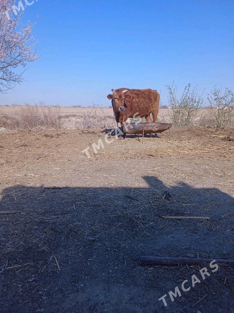 boğaz sygyr - Wekilbazar - img 2