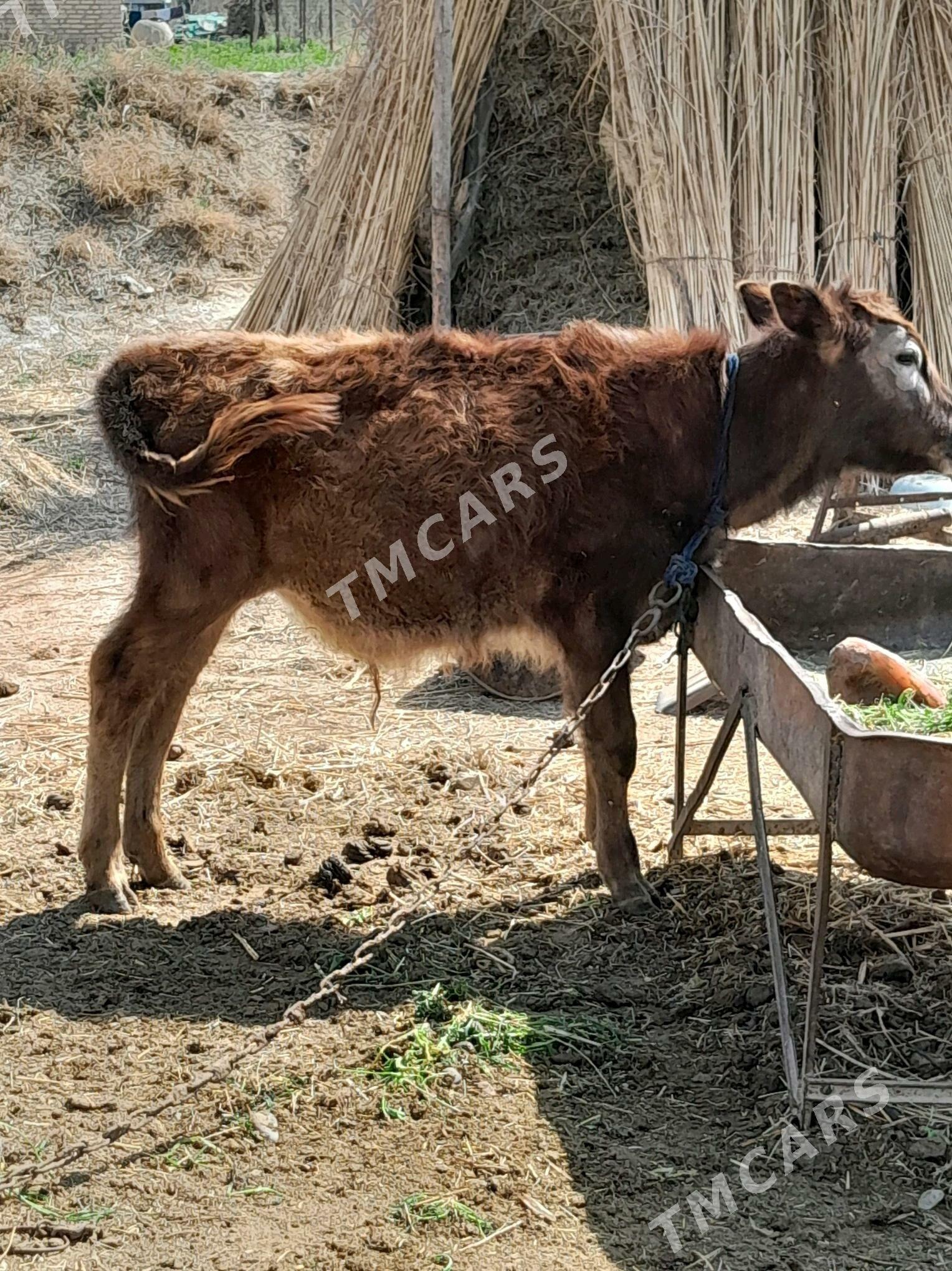 öküzçe - Мургап - img 3