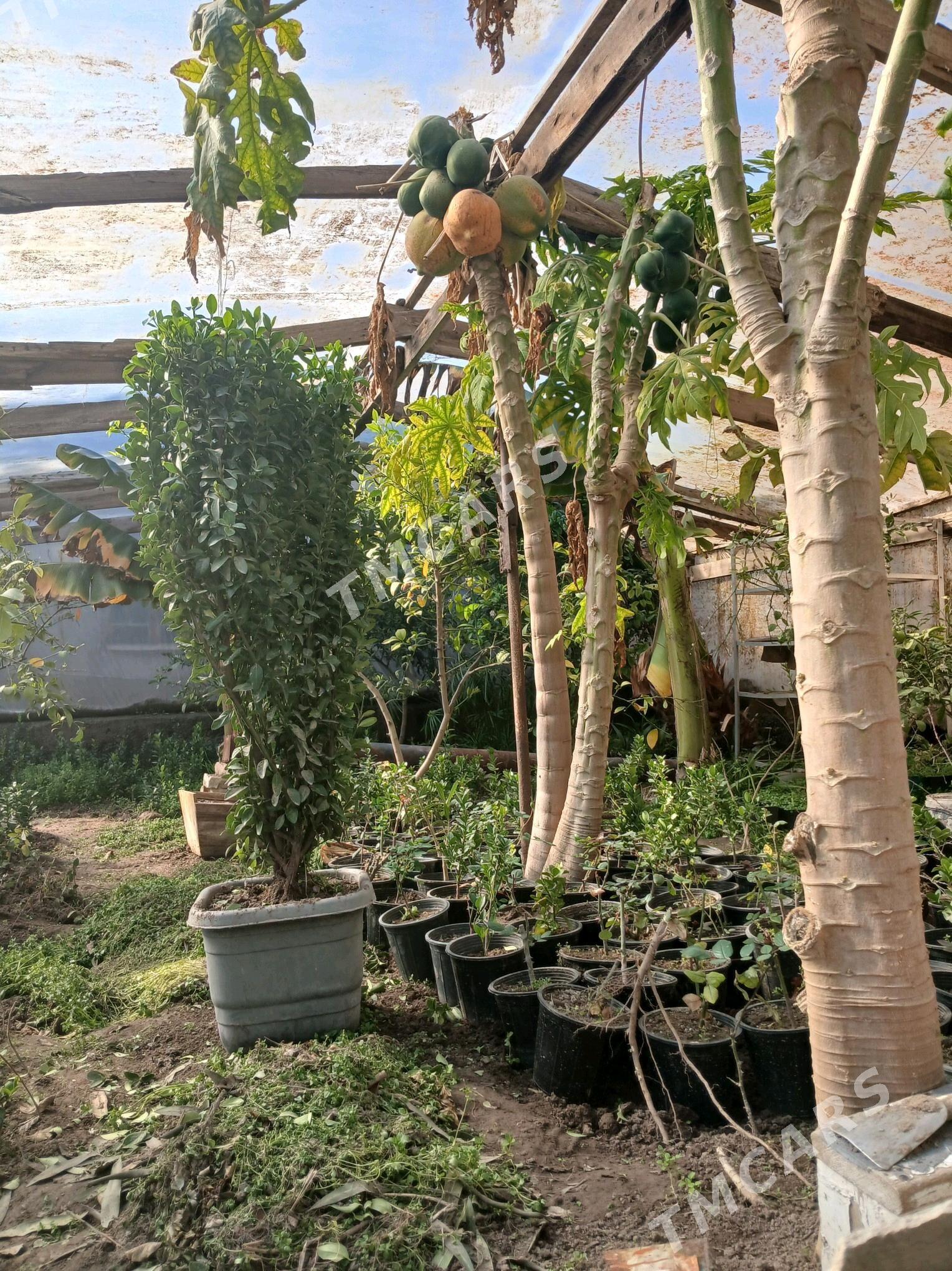 Papaya - Сакарчага - img 3