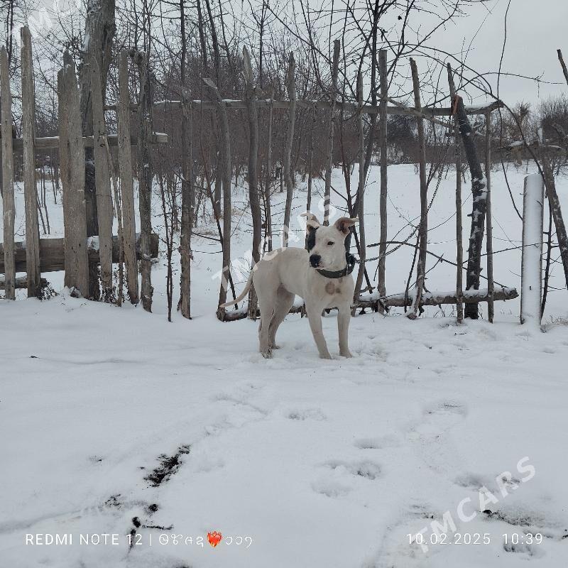 pitbull - Саят - img 3