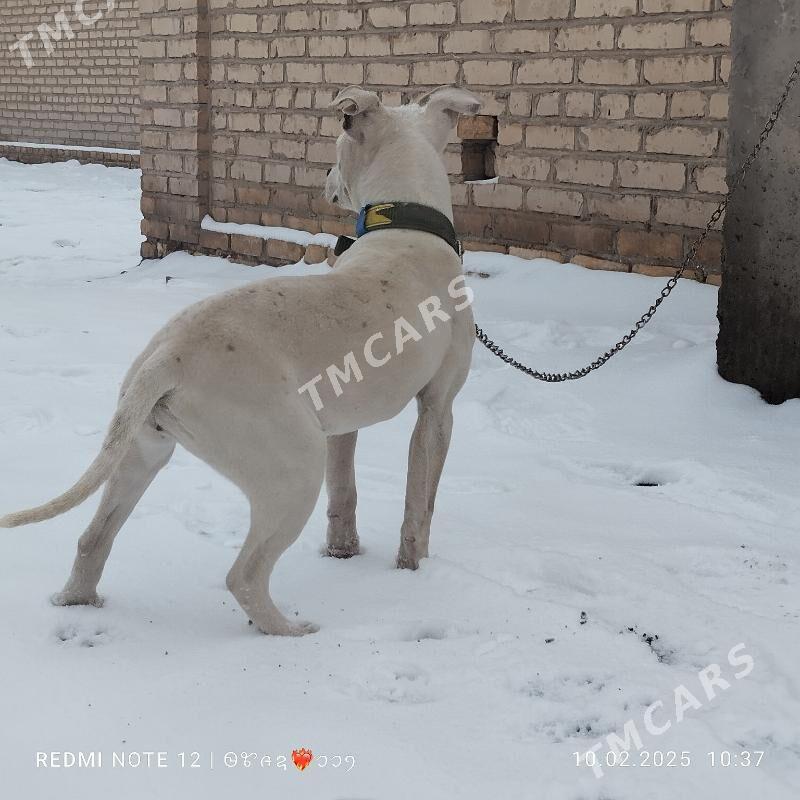 pitbull - Саят - img 4