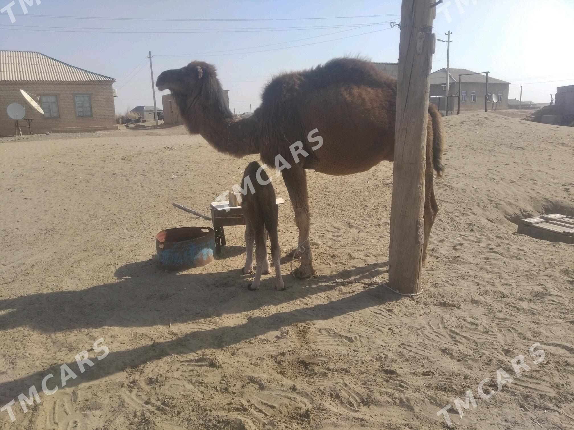 Köşekli Düýe - Ak bugdaý etraby - img 2