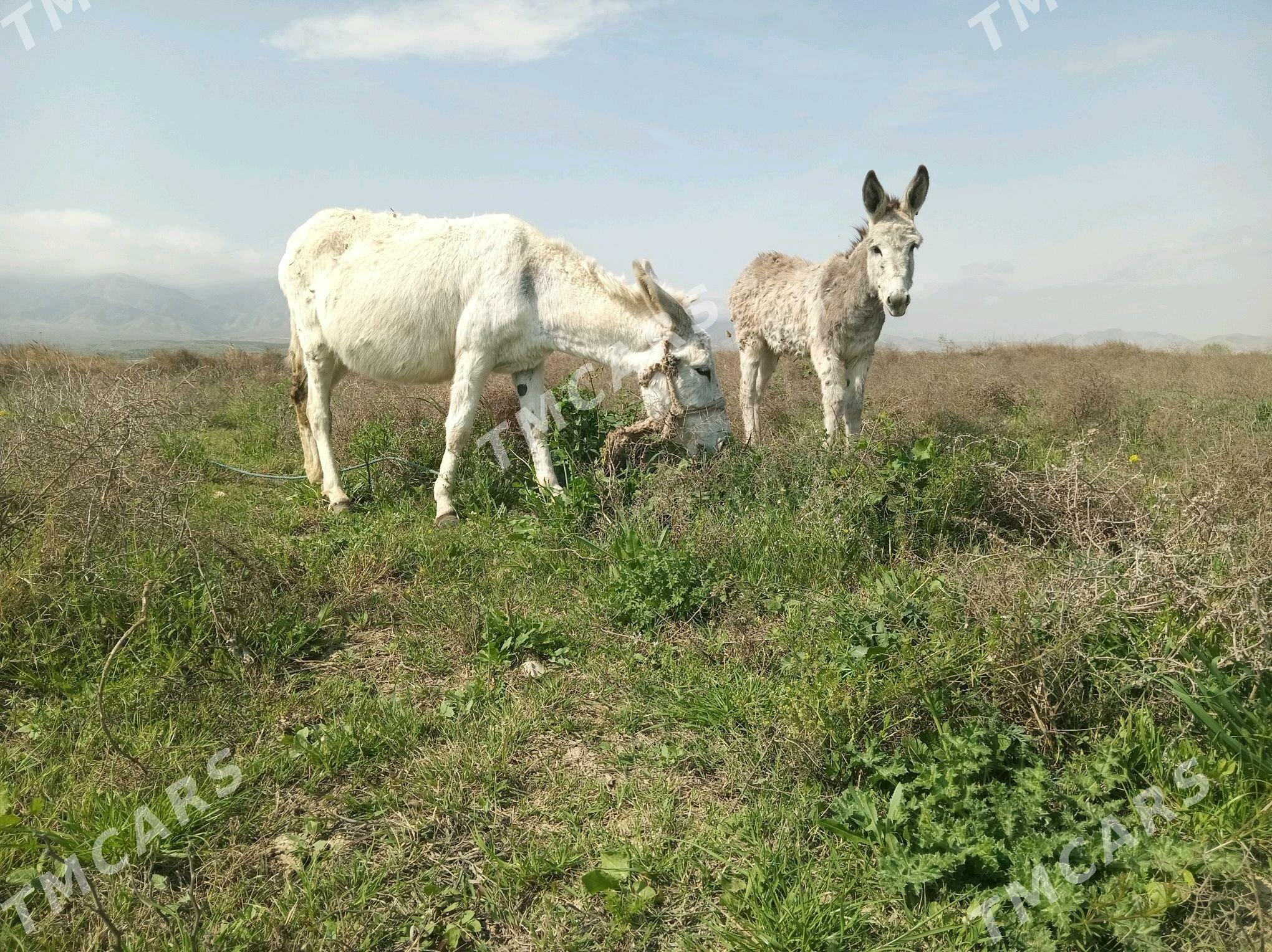 Eşek - Гёкдепе - img 2