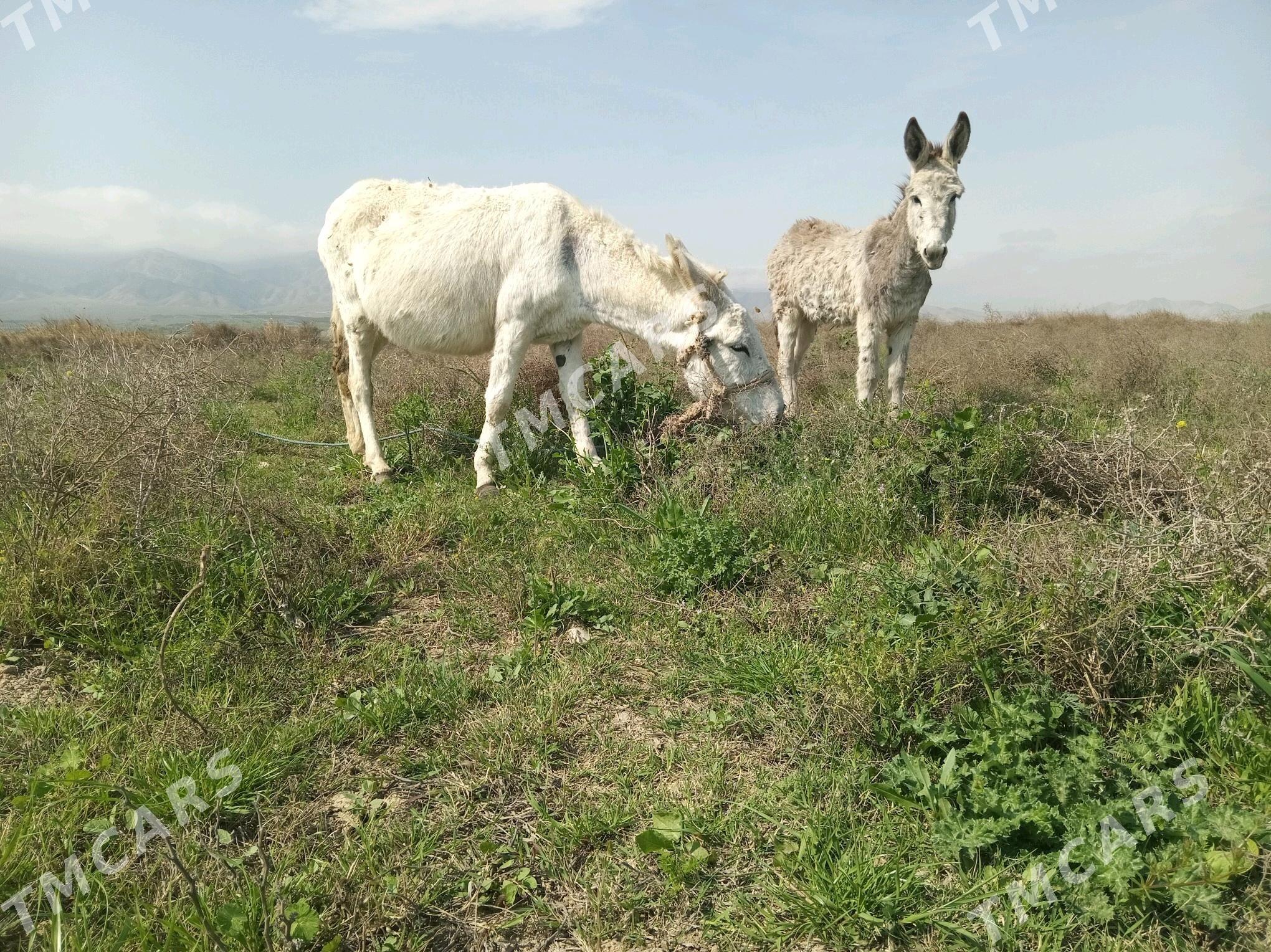 Eşek - Gökdepe - img 3