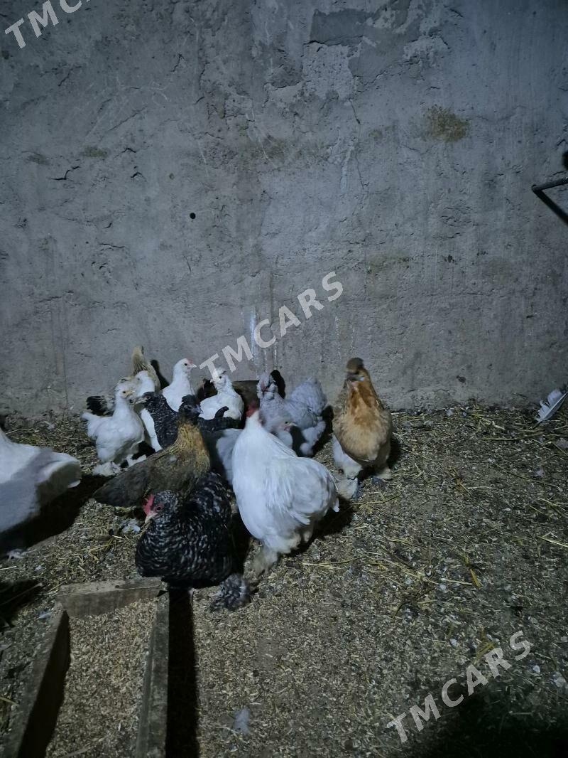 Karlik Yumurtgada - Aşgabat - img 5