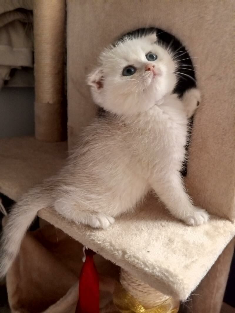 Шотландские котята - Ашхабад - img 4