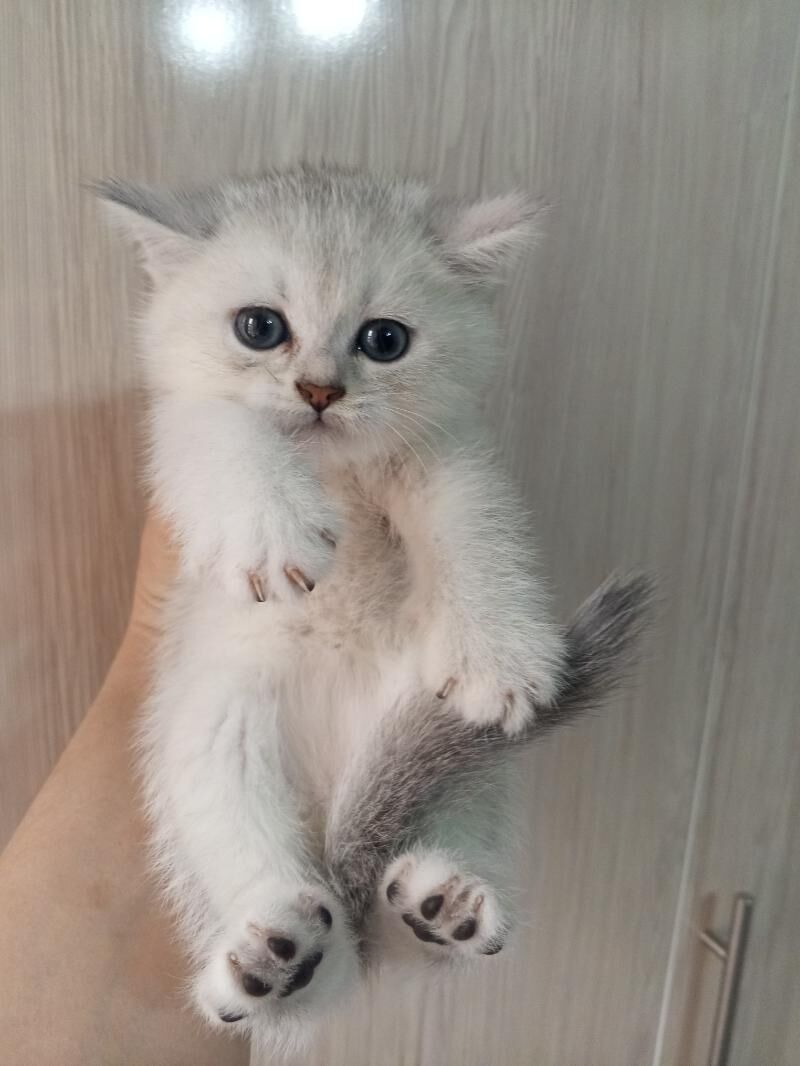 Шотландские котята - Ашхабад - img 3
