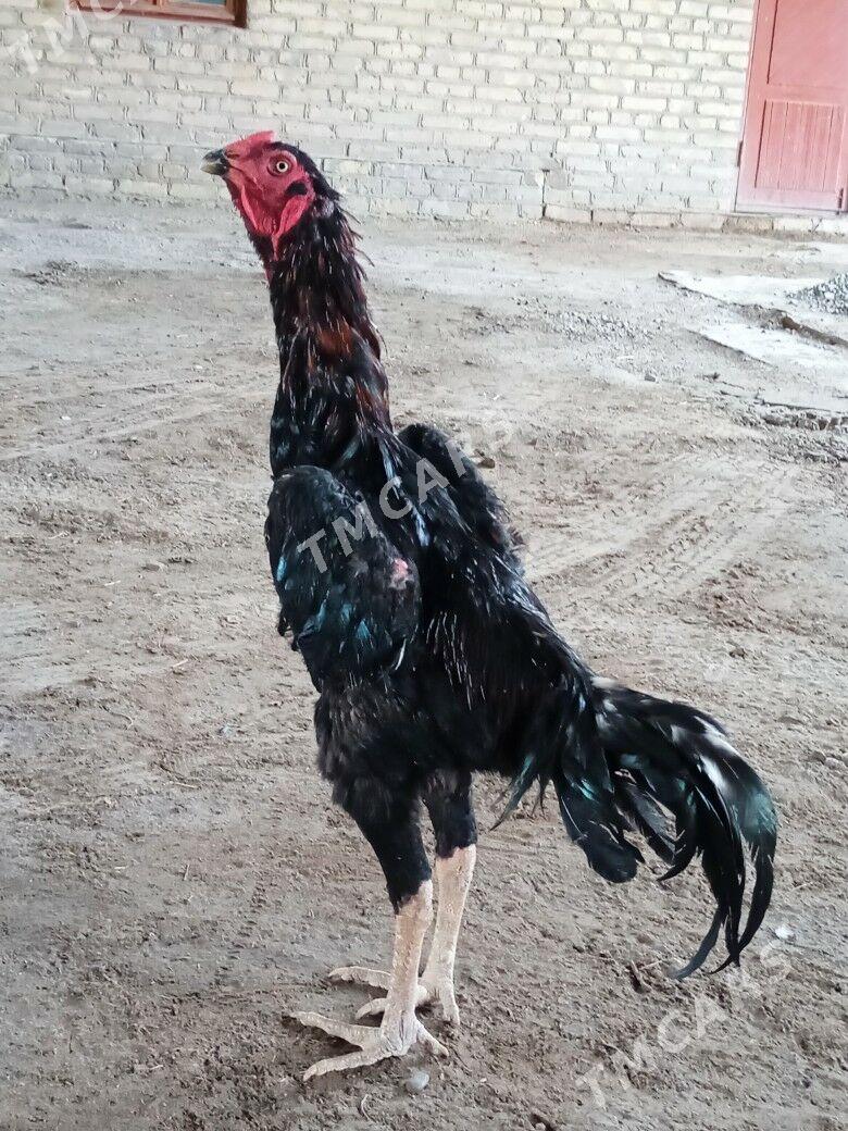 horaz - Çärjew - img 2