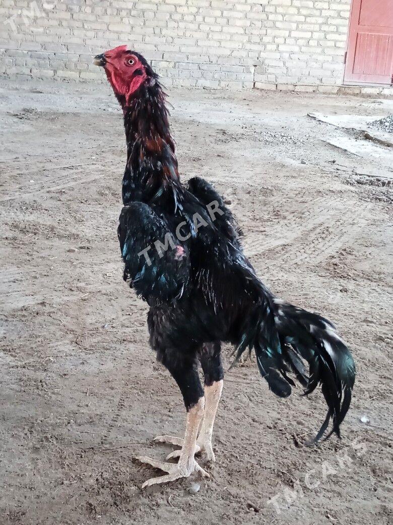 horaz - Çärjew - img 3