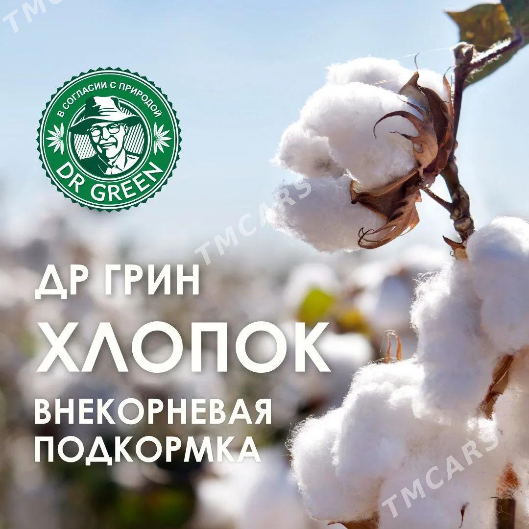 Dr Green - Aşgabat - img 2