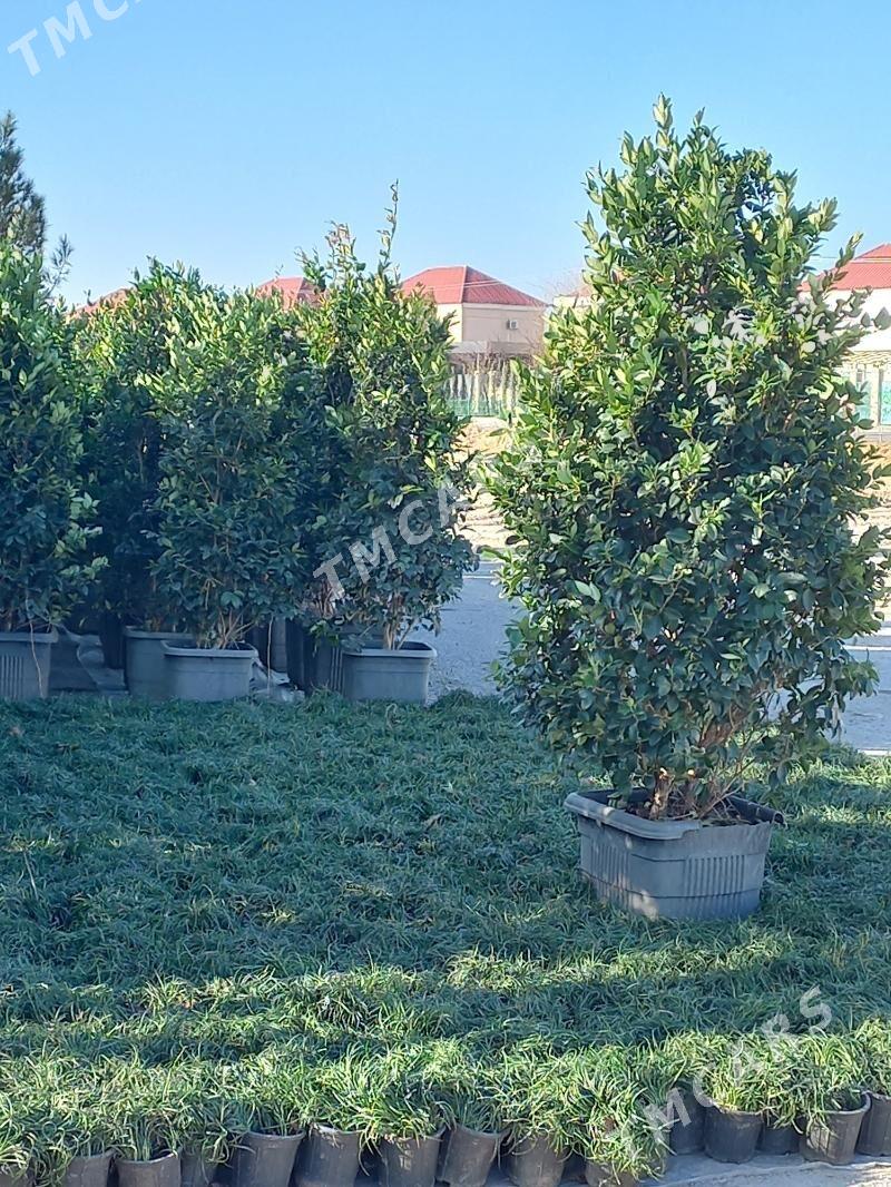 haşal ot - Aşgabat - img 2
